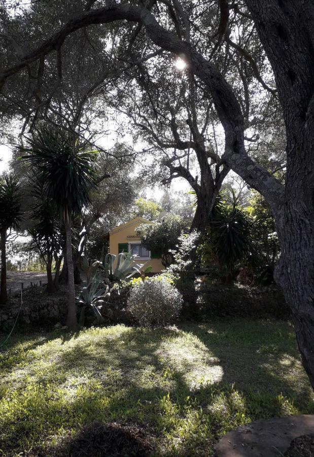 Ágios IoánnisHouse In The Olive Garden公寓 外观 照片
