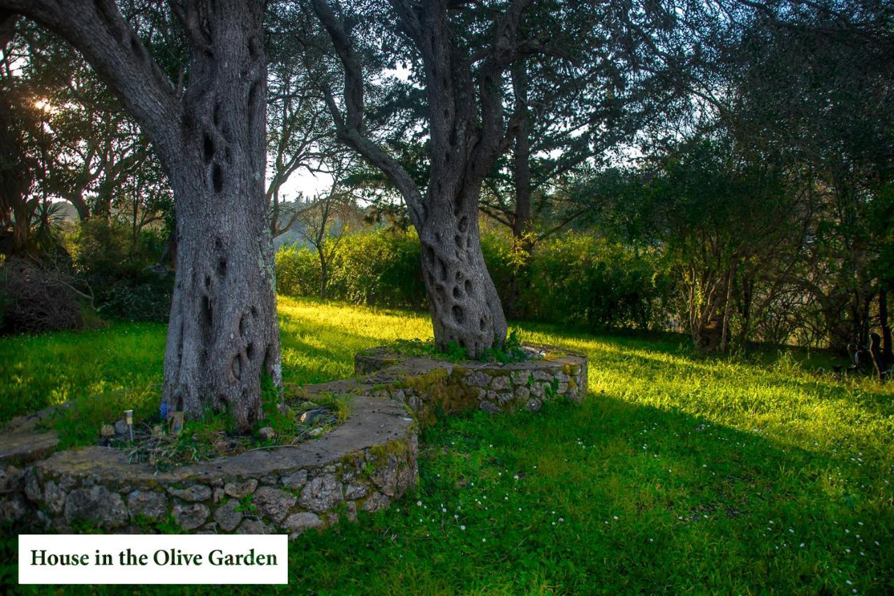 Ágios IoánnisHouse In The Olive Garden公寓 外观 照片