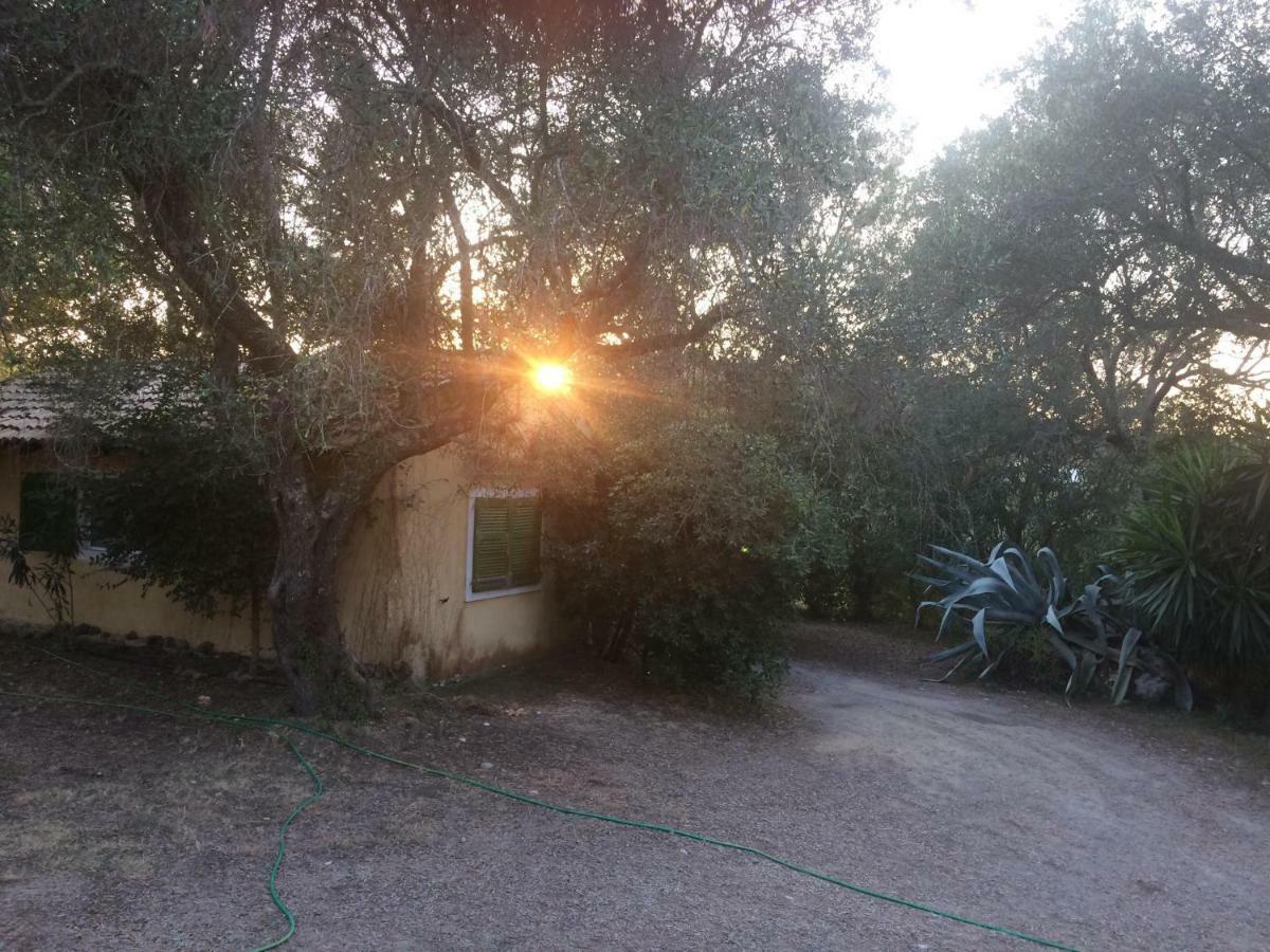 Ágios IoánnisHouse In The Olive Garden公寓 外观 照片