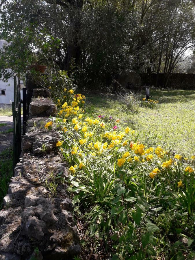 Ágios IoánnisHouse In The Olive Garden公寓 外观 照片