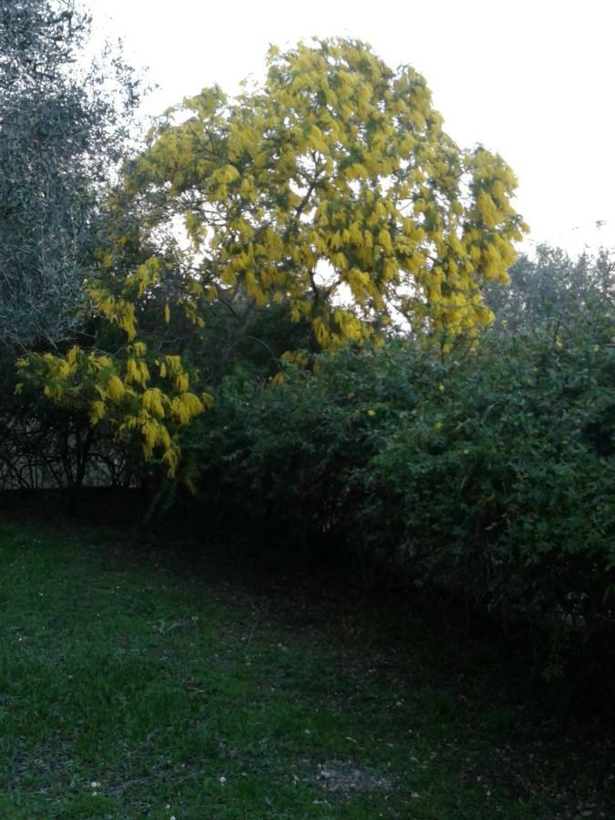 Ágios IoánnisHouse In The Olive Garden公寓 外观 照片