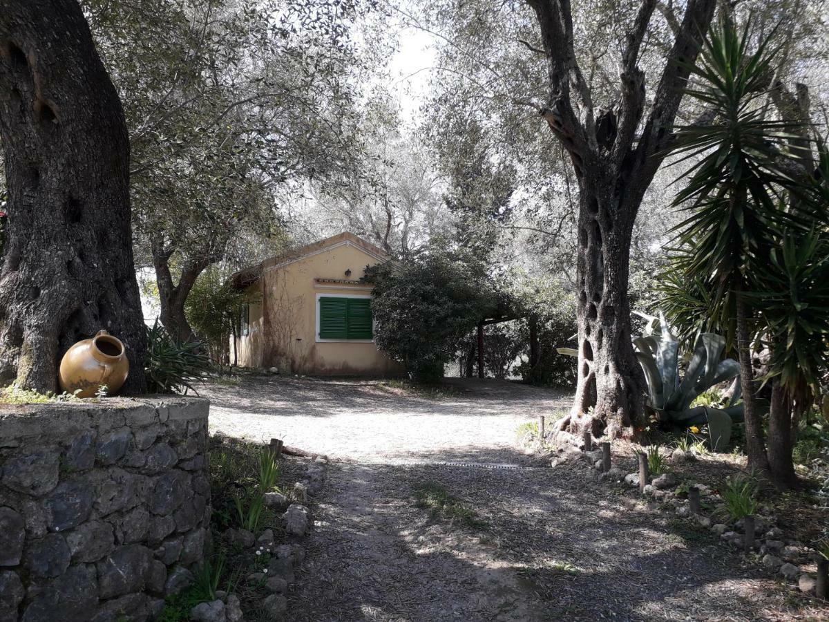 Ágios IoánnisHouse In The Olive Garden公寓 外观 照片